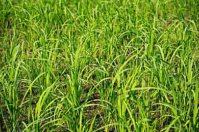 休闲生存《太阳朋克》众筹成功 Steam页面上线